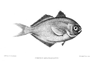 ภาพ ปลา cyanophrys (Psenes cyanophrys)