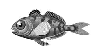 ภาพ ปลา maculatus (Psenes maculatus)