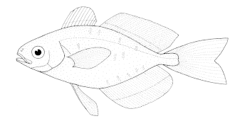 ภาพ ปลา pellucidus (Psenes pellucidus)