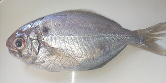 ภาพ ปลา anomala (Psenopsis anomala)