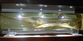 ภาพ ปลา gladius (Psephurus gladius)