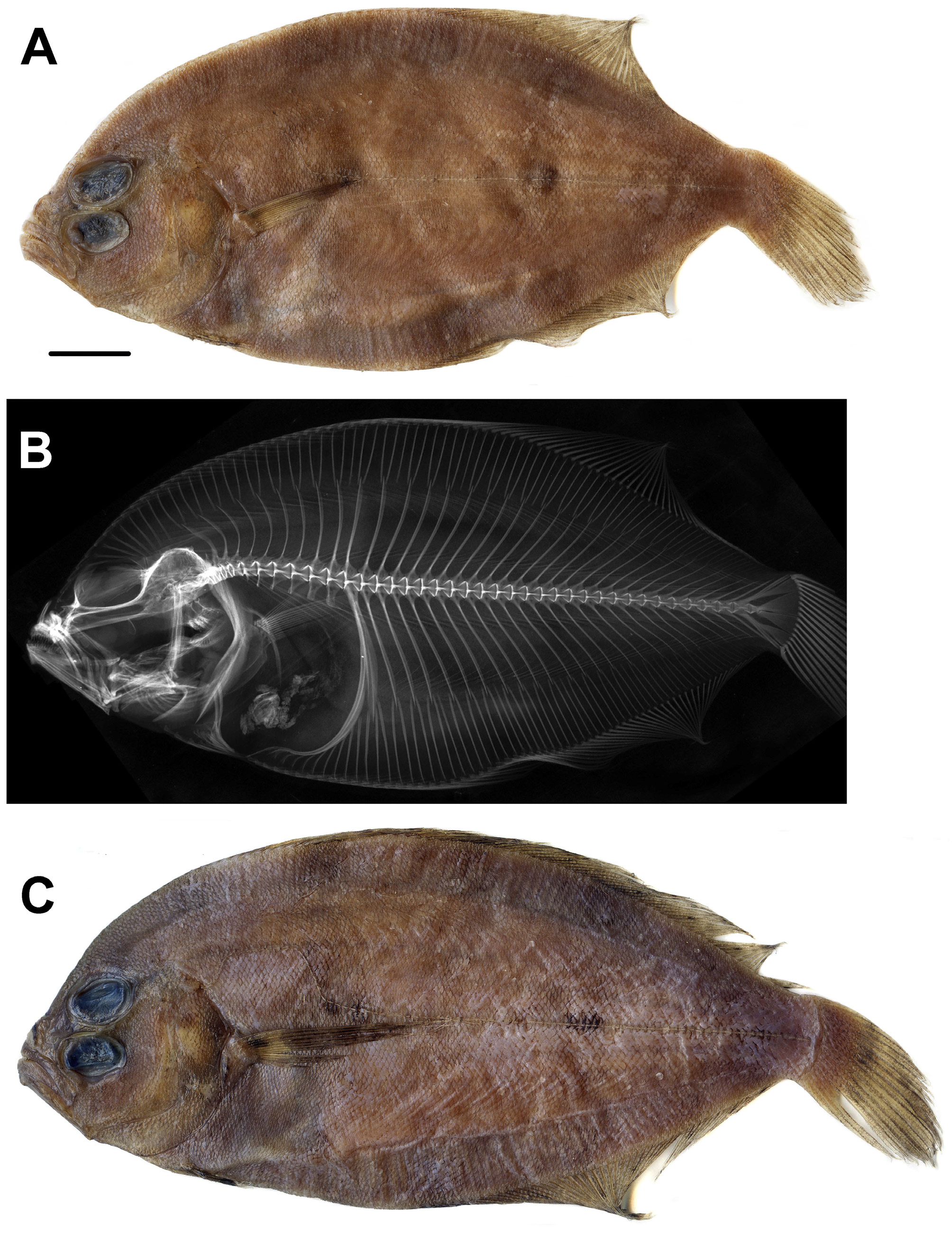 ภาพ ปลา multisquamea (Psettina multisquamea)