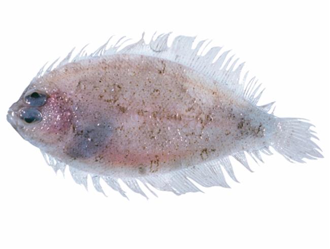 ภาพ ปลา tosana (Psettina tosana)