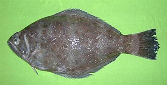 ภาพ ปลา erumei (Psettodes erumei)