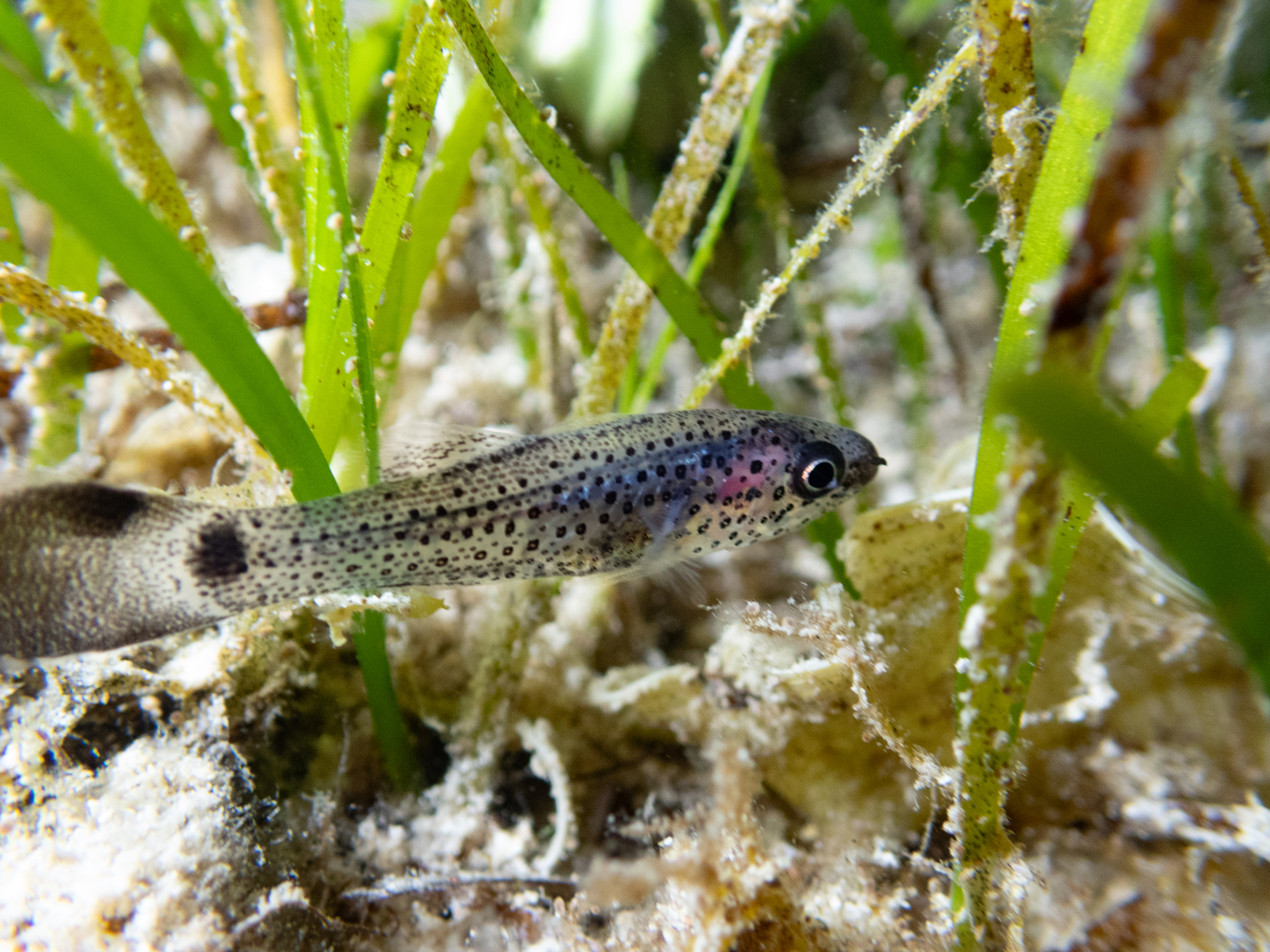 ภาพ ปลาอมไข่ gelatinosa (Pseudamia gelatinosa)