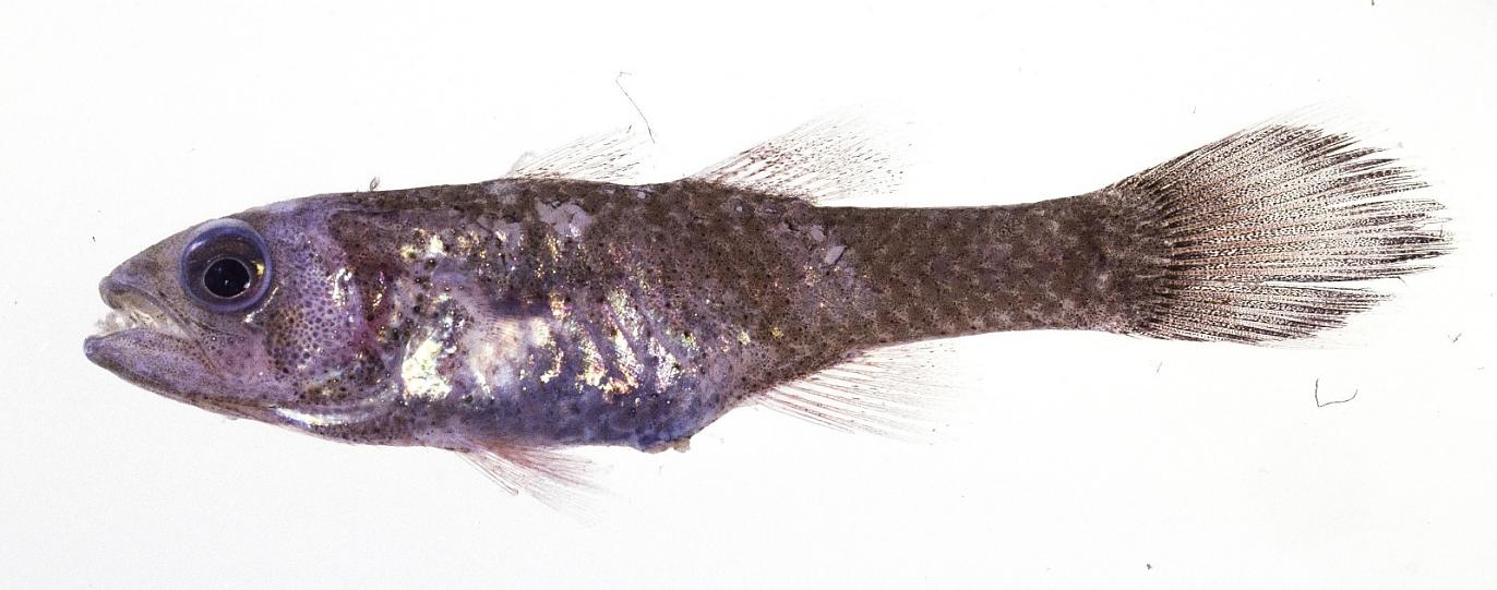ภาพ ปลาอมไข่ hayashii (Pseudamia hayashii)