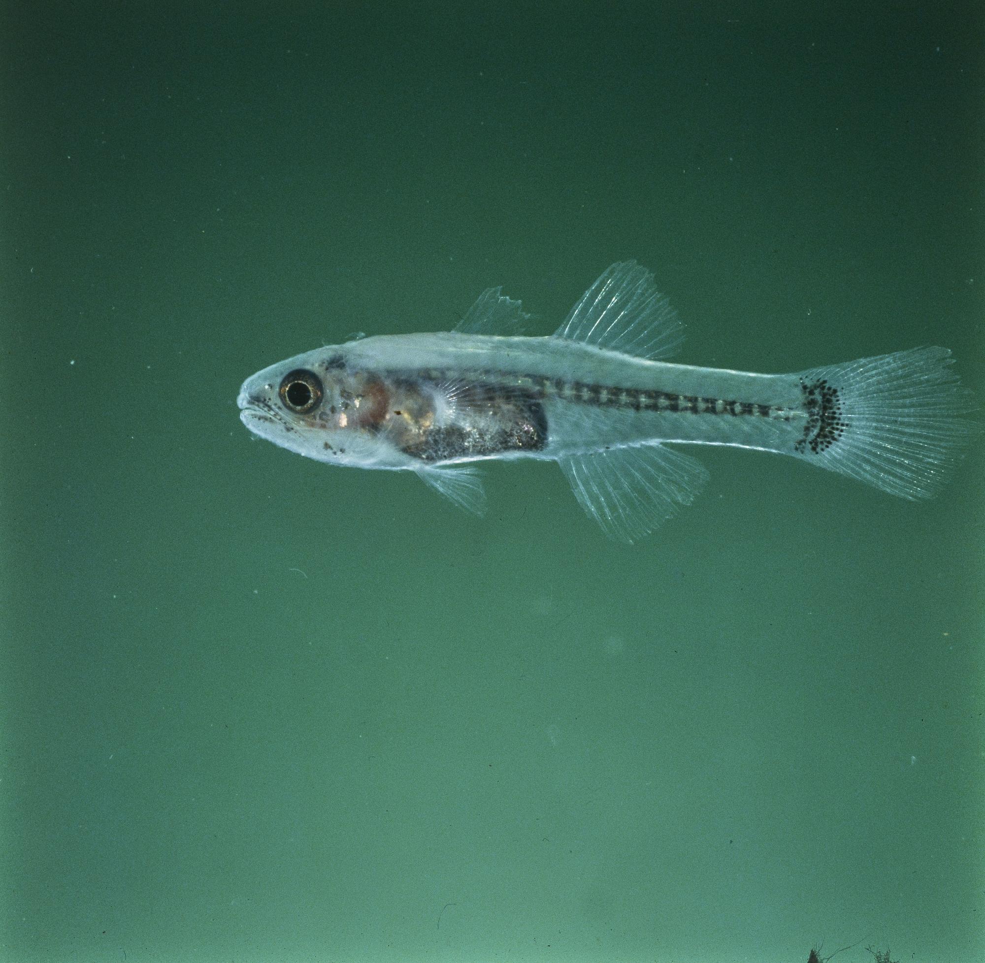 ภาพ ปลาอมไข่ diaphanes (Pseudamiops diaphanes)