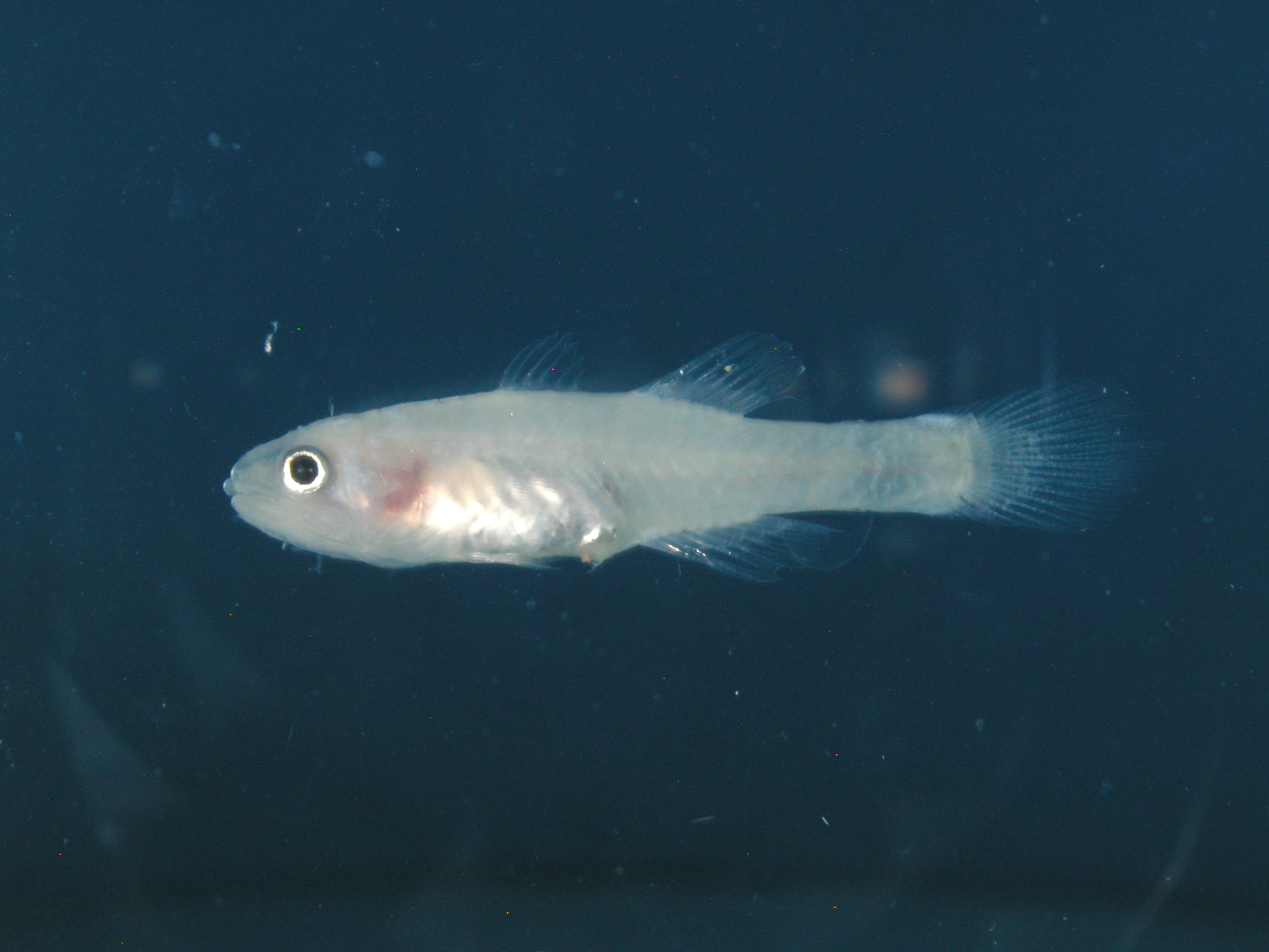 ภาพ ปลาอมไข่ pellucidus (Pseudamiops pellucidus)