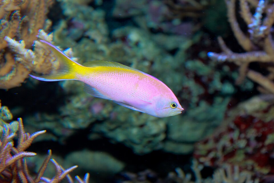 ภาพ ปลานางฟ้า bartlettorum (Pseudanthias bartlettorum)