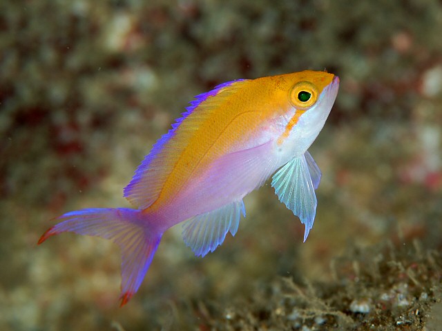 ภาพ ปลานางฟ้าสองสี (Pseudanthias bicolor)