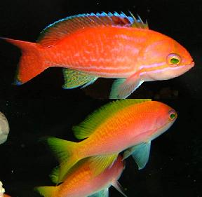 ภาพ ปลานางฟ้า bimaculatus (Pseudanthias bimaculatus)
