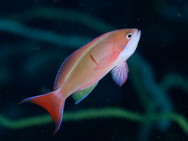 ภาพ ปลานางฟ้านางฟ้า (Pseudanthias cooperi)