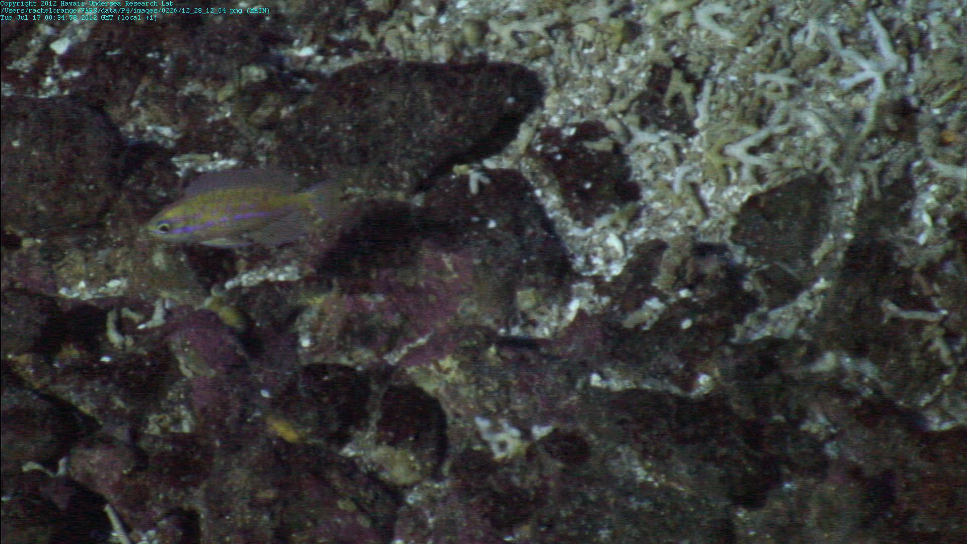 ภาพ ปลานางฟ้านางฟ้า (Pseudanthias fucinus)