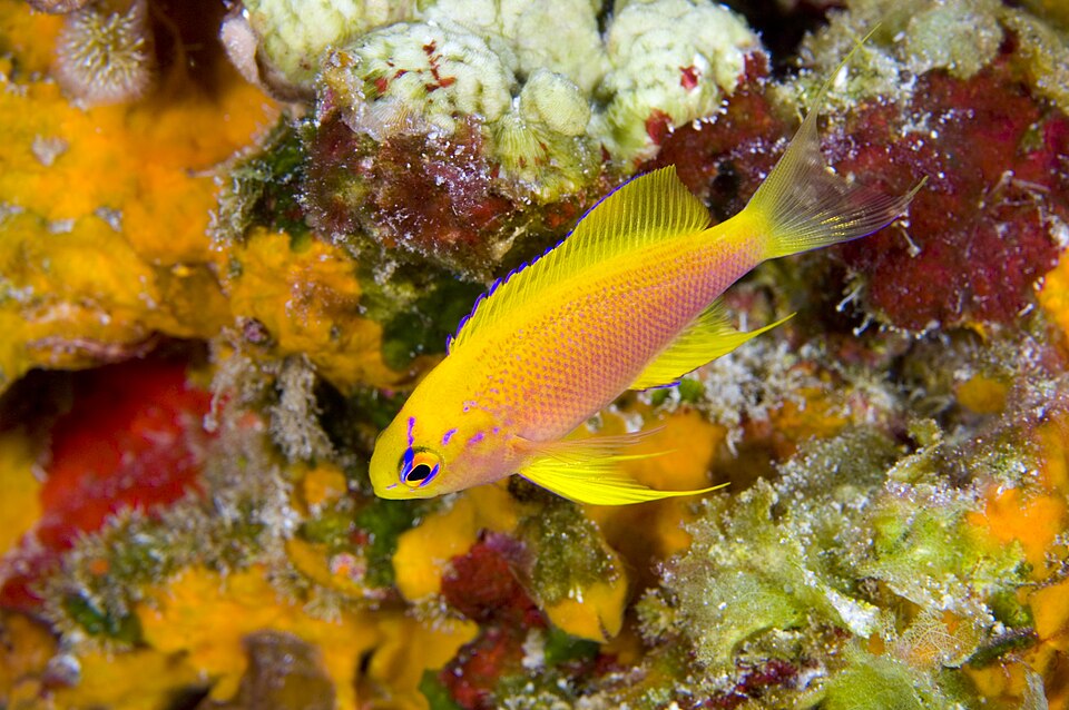 ภาพ ปลานางฟ้า hawaiiensis (Pseudanthias hawaiiensis)
