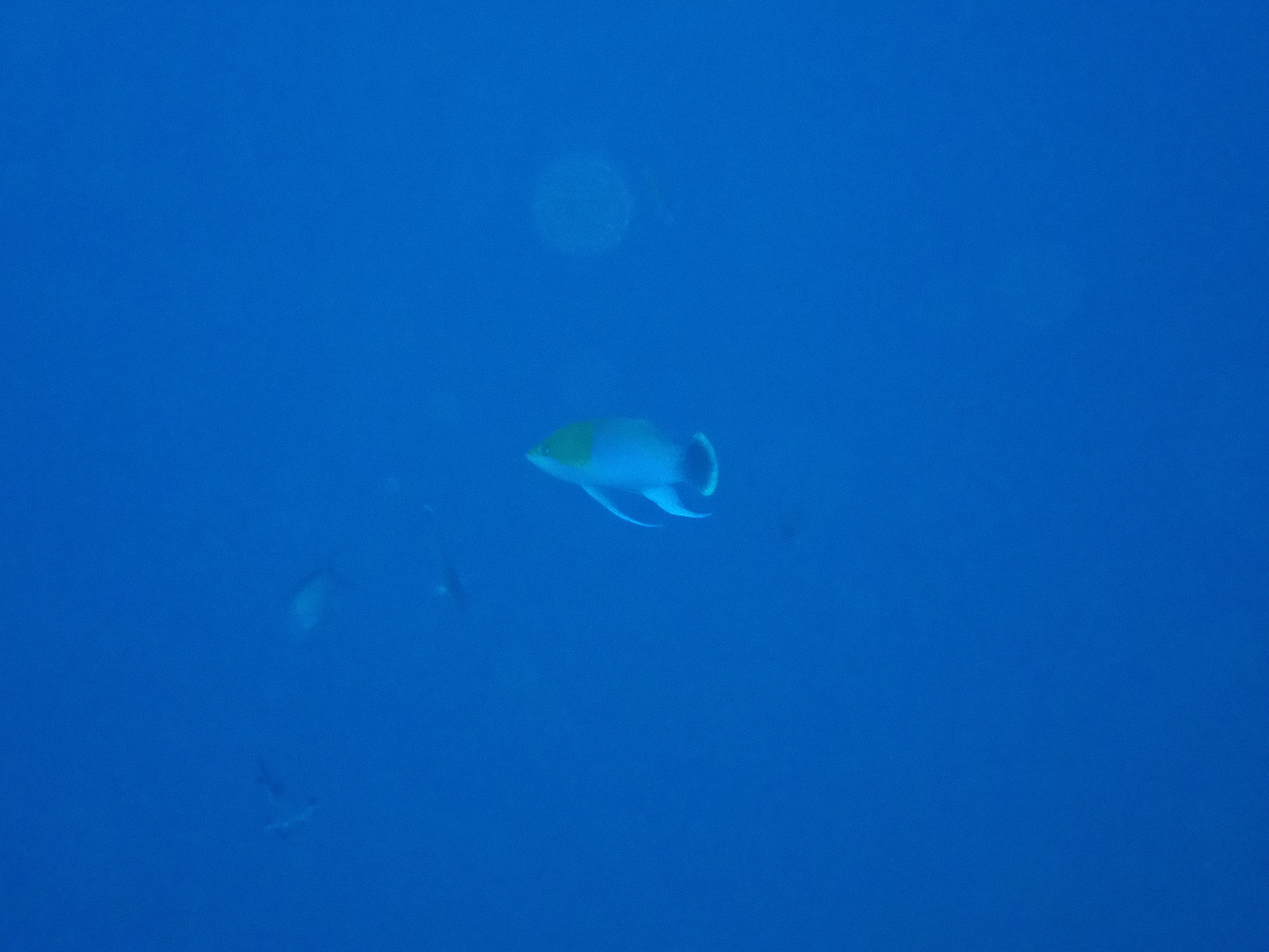 ภาพ ปลานางฟ้าส้ม (Pseudanthias heemstrai)