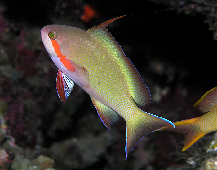 ภาพ ปลานางฟ้านางฟ้า (Pseudanthias huchtii)