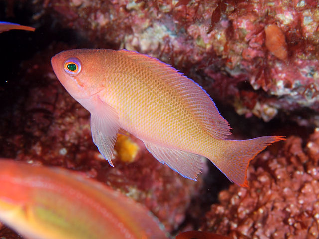ภาพ ปลานางฟ้าชมพู (Pseudanthias hypselosoma)