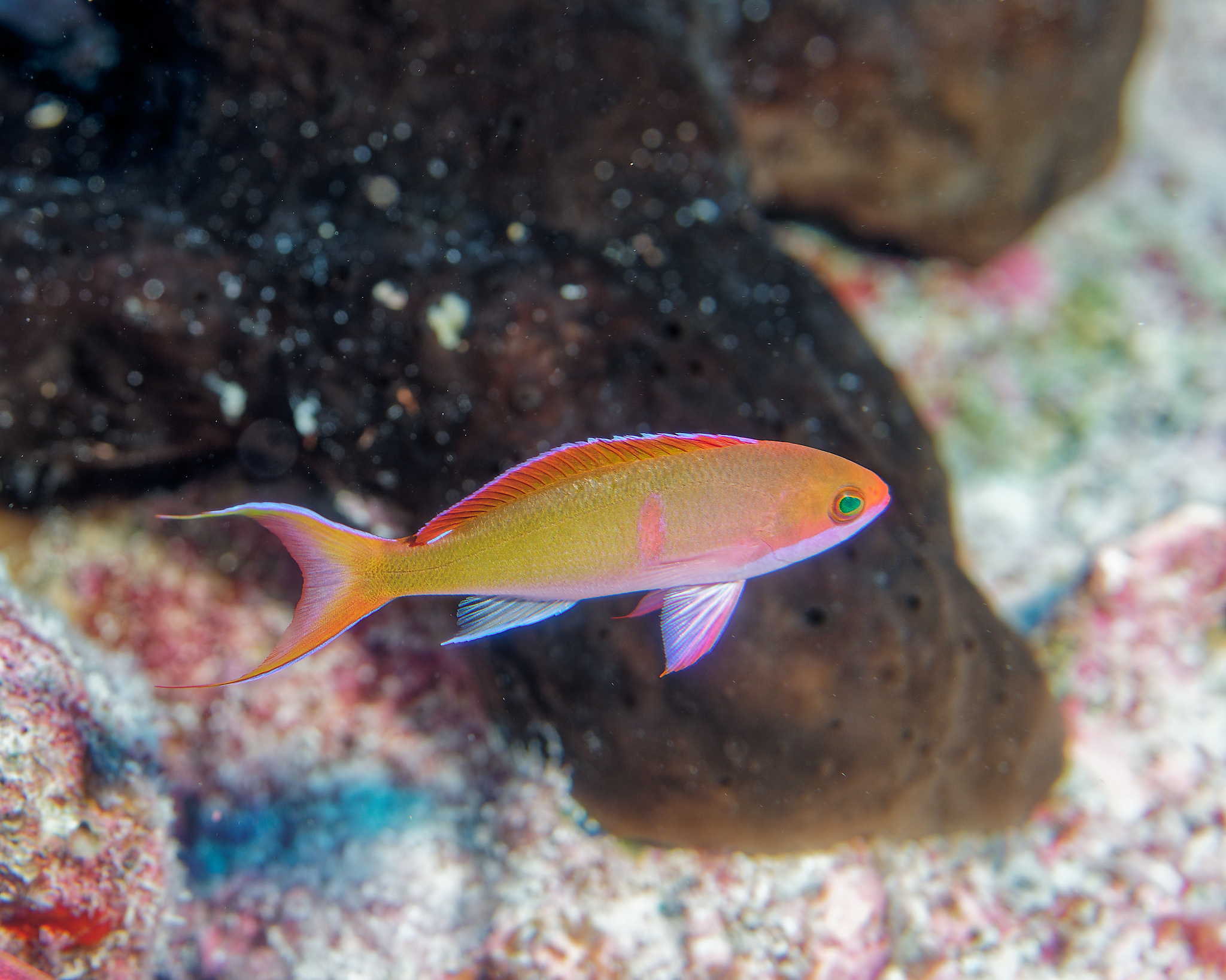 ภาพ ปลานางฟ้า mooreanus (Pseudanthias mooreanus)