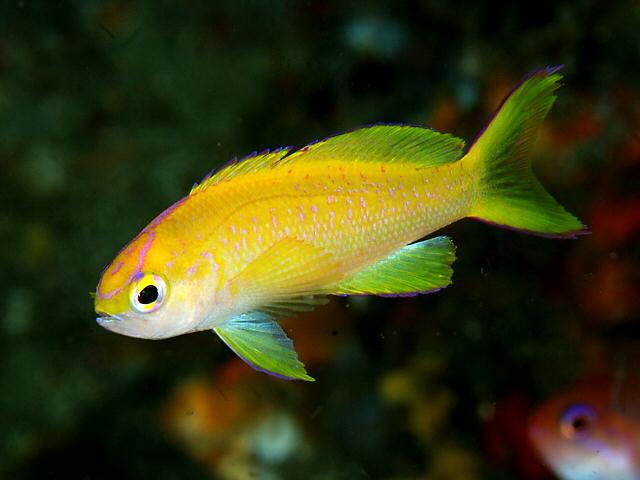 ภาพ ปลานางฟ้าอาทิตย์อัสดง (Pseudanthias parvirostris)