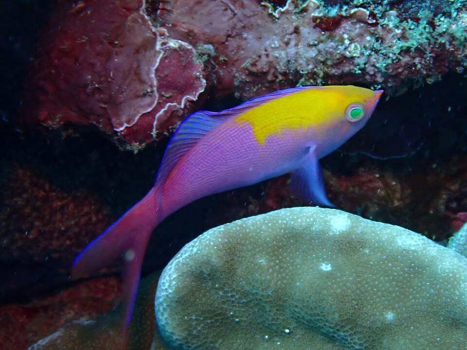 ภาพ ปลานางฟ้าราชา (Pseudanthias regalis)