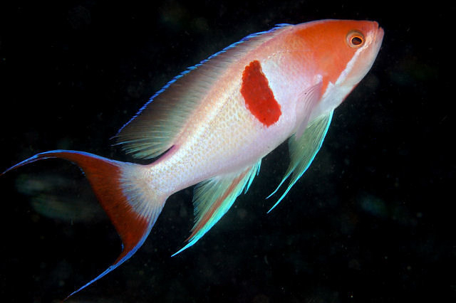 ภาพ ปลานางฟ้านางฟ้า (Pseudanthias rubrizonatus)