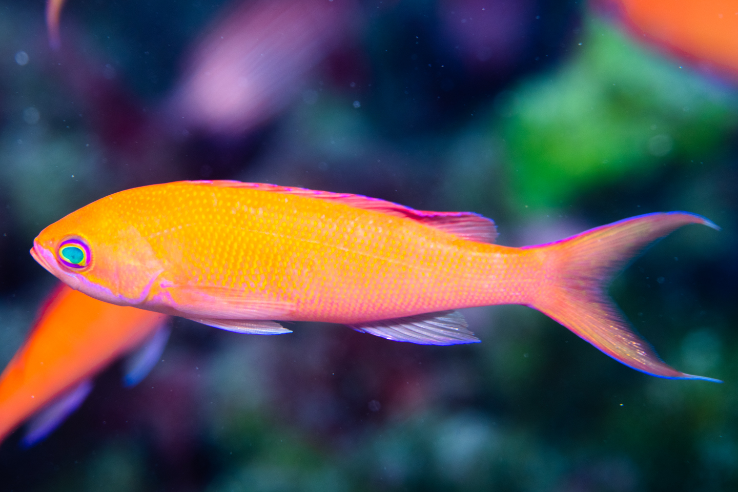 ภาพ ปลานางฟ้าฮาวาย (Pseudanthias thompsoni)