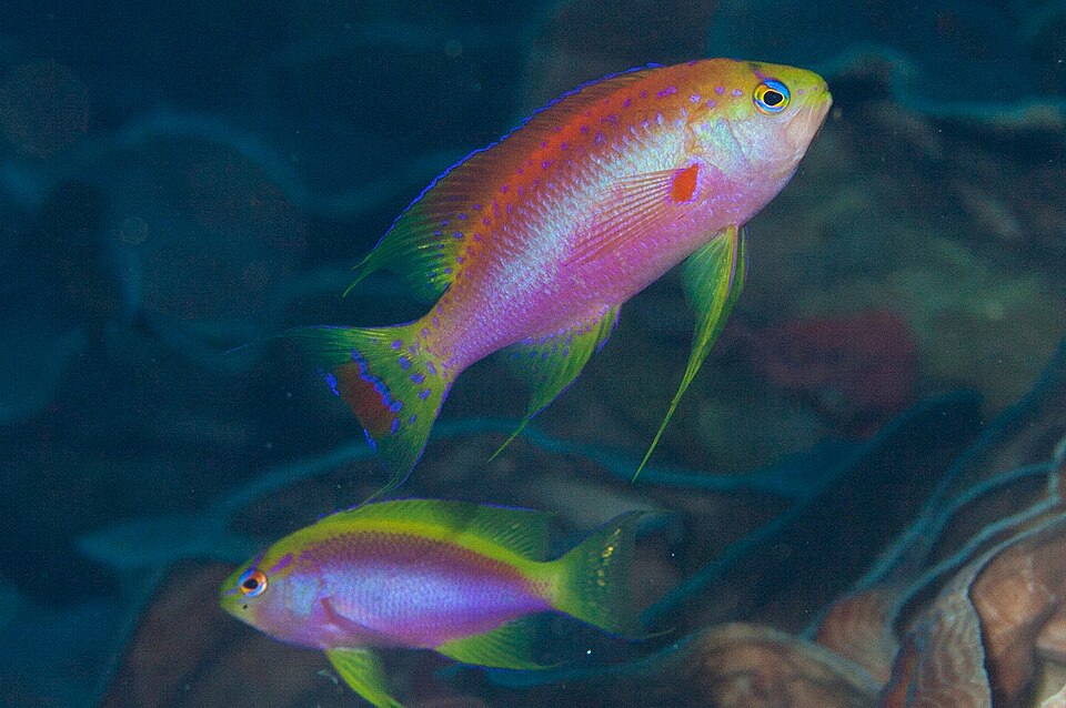 ภาพ ปลานางฟ้าครีบยาว (Pseudanthias ventralis)