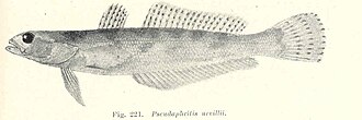 ภาพ ปลา urvillii (Pseudaphritis urvillii)