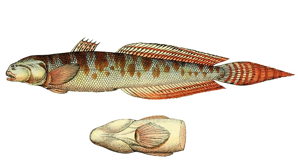ภาพ ปลาพรวดหางแหลม (Pseudapocryptes elongatus)