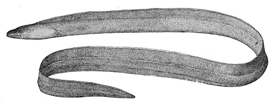 ภาพ ปลาไหลมอเรย์ brummeri (Pseudechidna brummeri)
