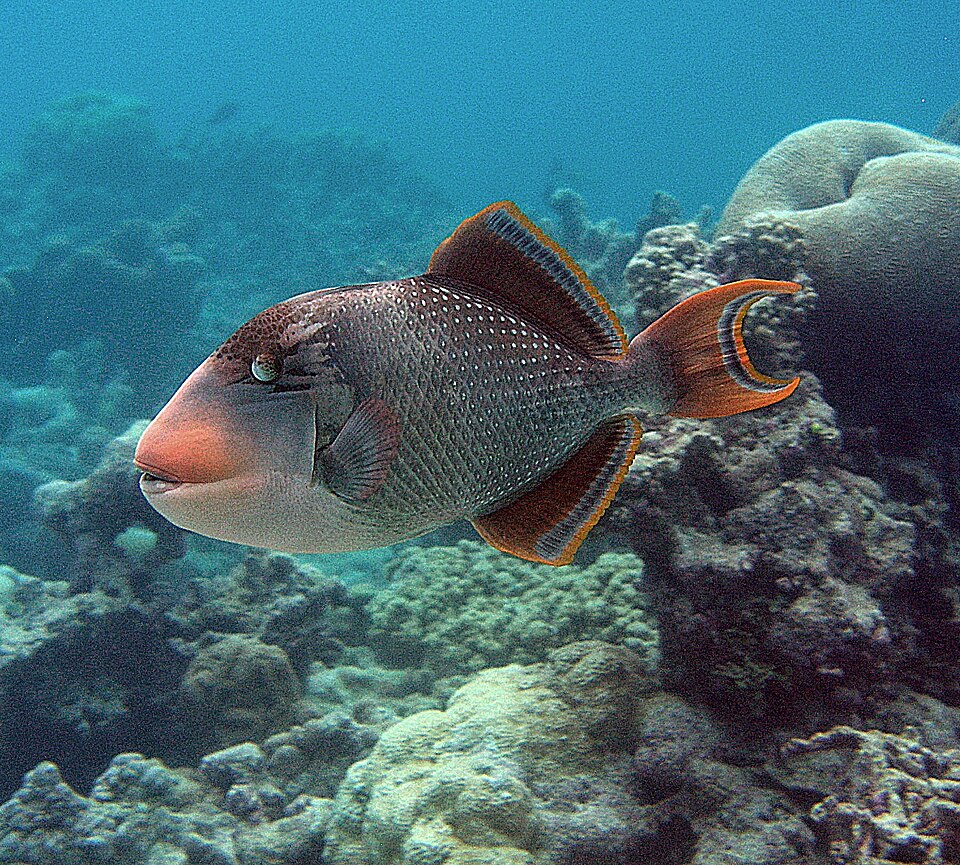 ภาพ ปลาวัวหน้าเหลือง (Pseudobalistes flavimarginatus)