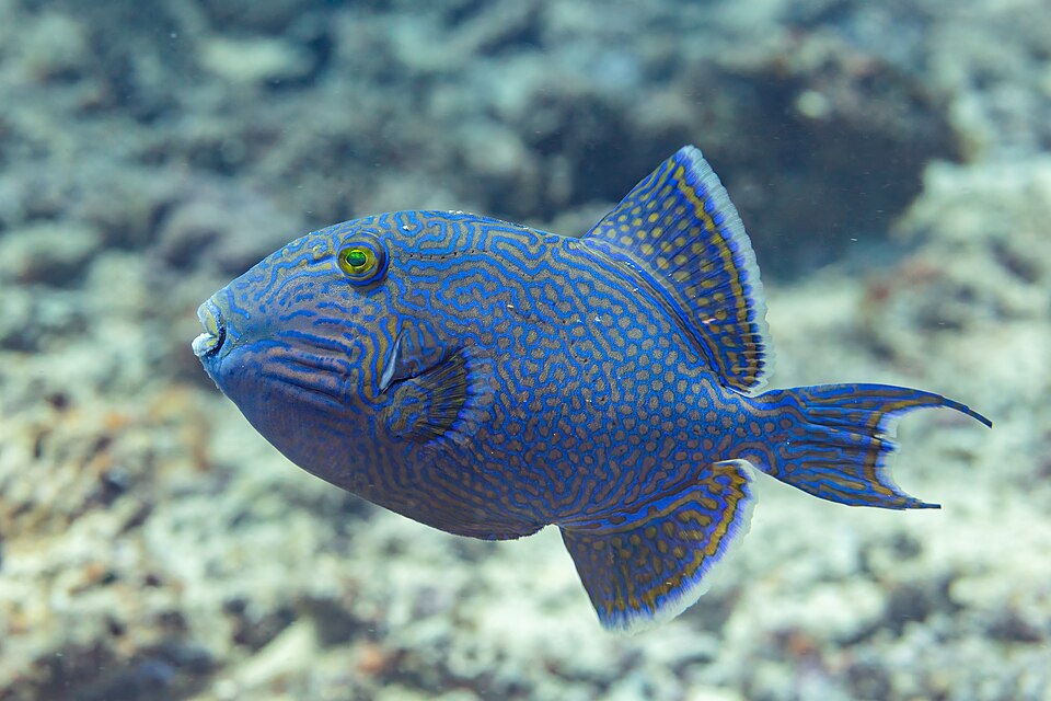 ภาพ ปลาวัวน้ำเงินลายเส้น (Pseudobalistes fuscus)