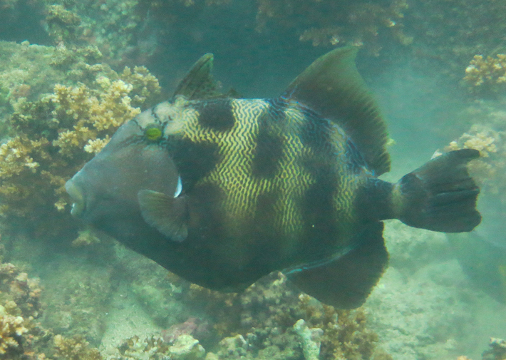 ภาพ ปลาวัว naufragium (Pseudobalistes naufragium)