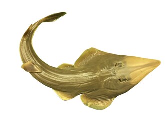 ภาพ ปลา buthi (Pseudobatos buthi)