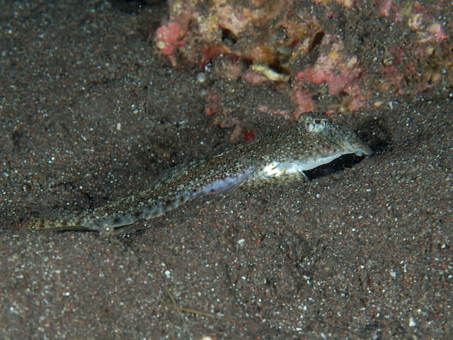 ภาพ ปลามังกรน้อย variegatus (Pseudocalliurichthys variegatus)