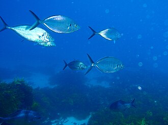 ภาพ ปลา wrighti (Pseudocaranx wrighti)
