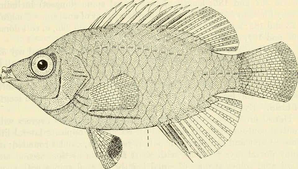 ภาพ ปลานกขุนทอง ataenia (Pseudocheilinops ataenia)