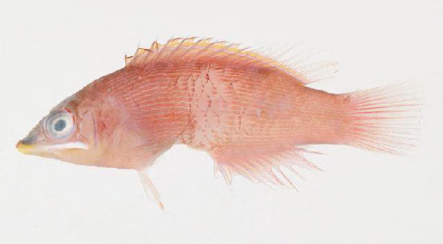 ภาพ ปลานกขุนทอง evanidus (Pseudocheilinus evanidus)