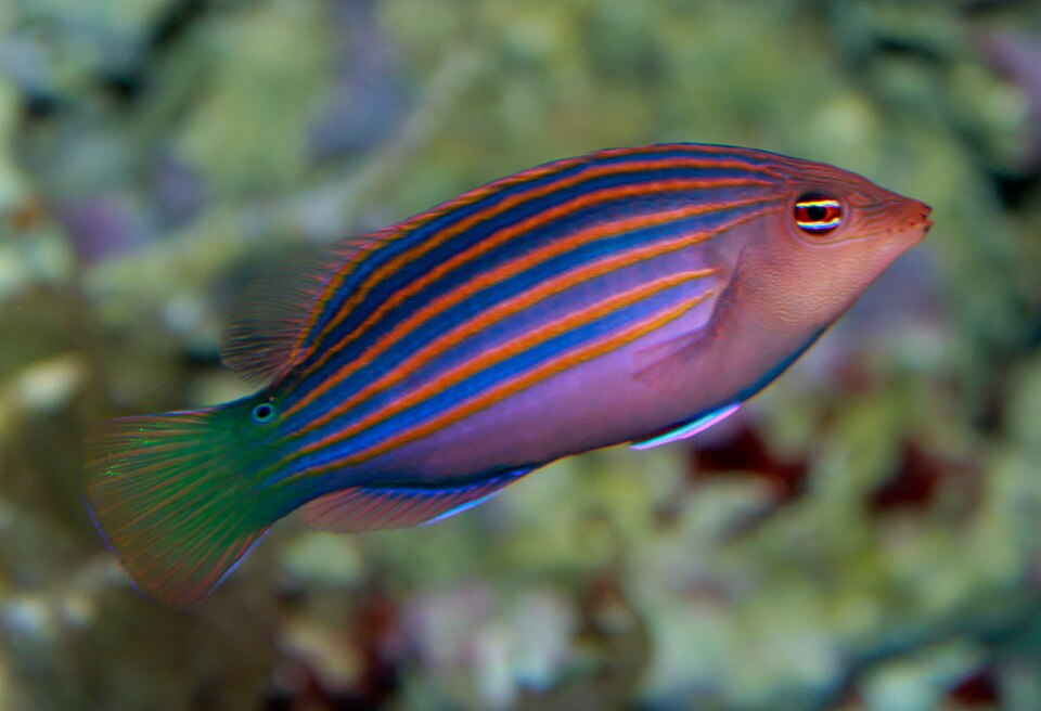 ภาพ ปลานกขุนทองเจ็ดเส้น (Pseudocheilinus hexataenia)