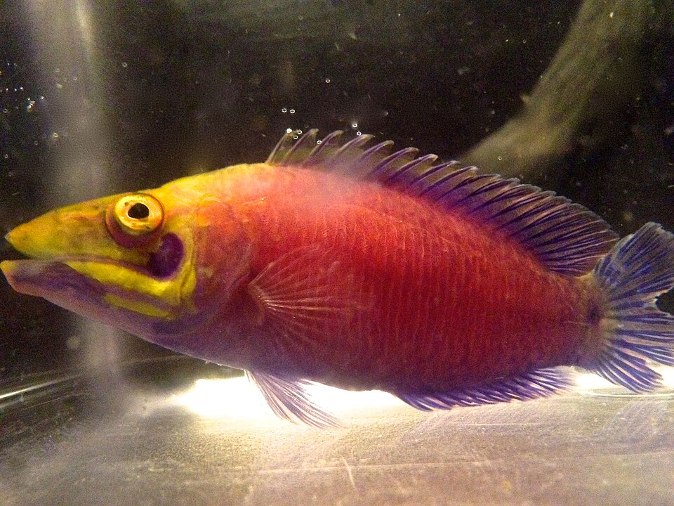 ภาพ ปลานกขุนทอง ocellatus (Pseudocheilinus ocellatus)