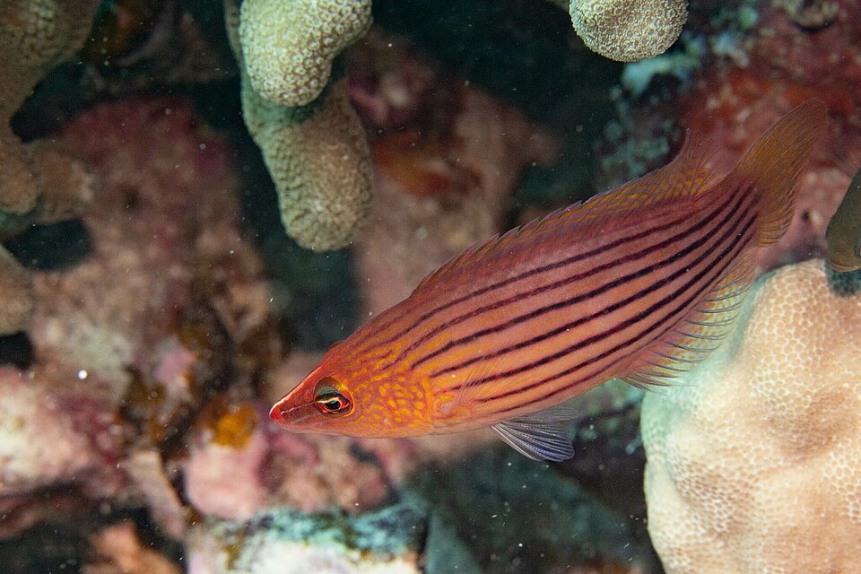 ภาพ ปลานกขุนทองแปด (Pseudocheilinus octotaenia)