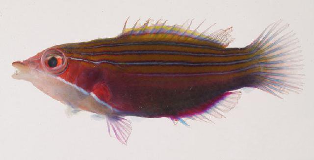 ภาพ ปลานกขุนทองสี่ลายเส้น (Pseudocheilinus tetrataenia)