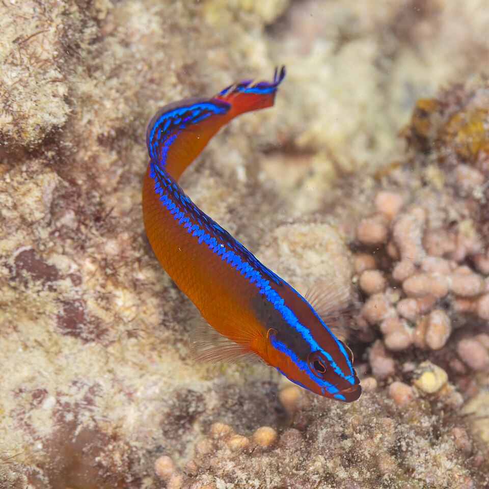ภาพ ปลาดอตตี้แบ็คอาระเบียน้ำเงินลายเส้น (Pseudochromis aldabraensis)