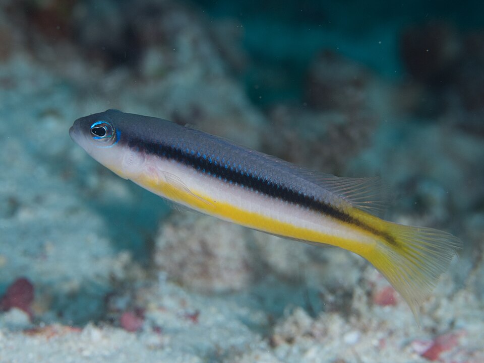 ภาพ ปลาดอตตี้แบ็ค ammeri (Pseudochromis ammeri)