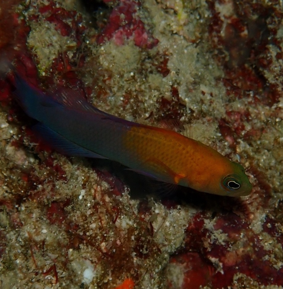 ภาพ ปลาดอตตี้แบ็คอันดามัน (Pseudochromis andamanensis)