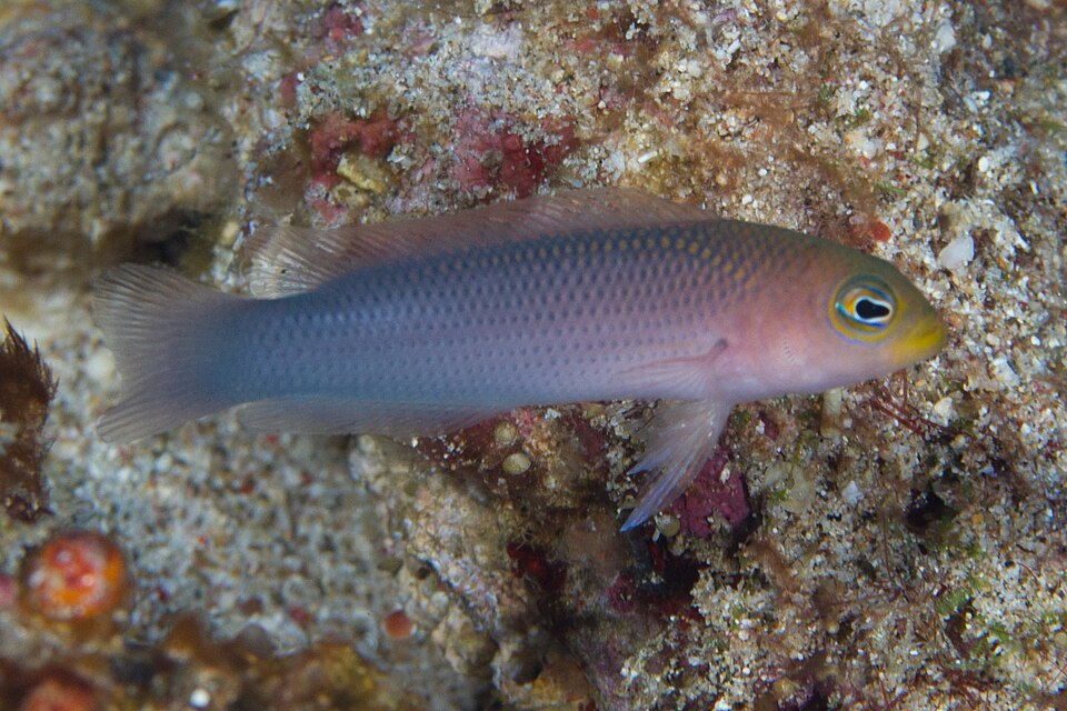 ภาพ ปลาดอตตี้แบ็ค aurulentus (Pseudochromis aurulentus)