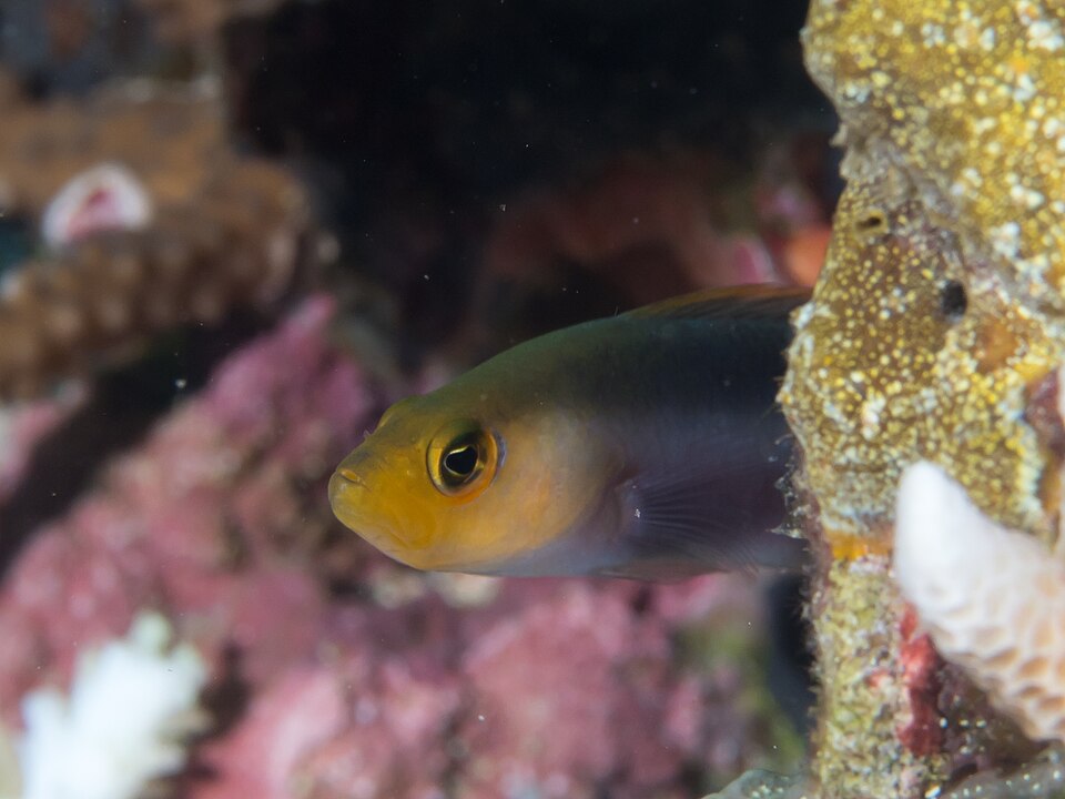 ภาพ ปลาดอตตี้แบ็คลายเส้น (Pseudochromis bitaeniatus)