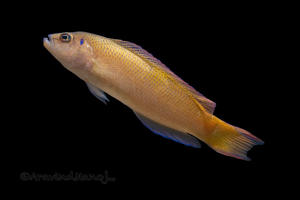 ภาพ ปลาดอตตี้แบ็ค caudalis (Pseudochromis caudalis)