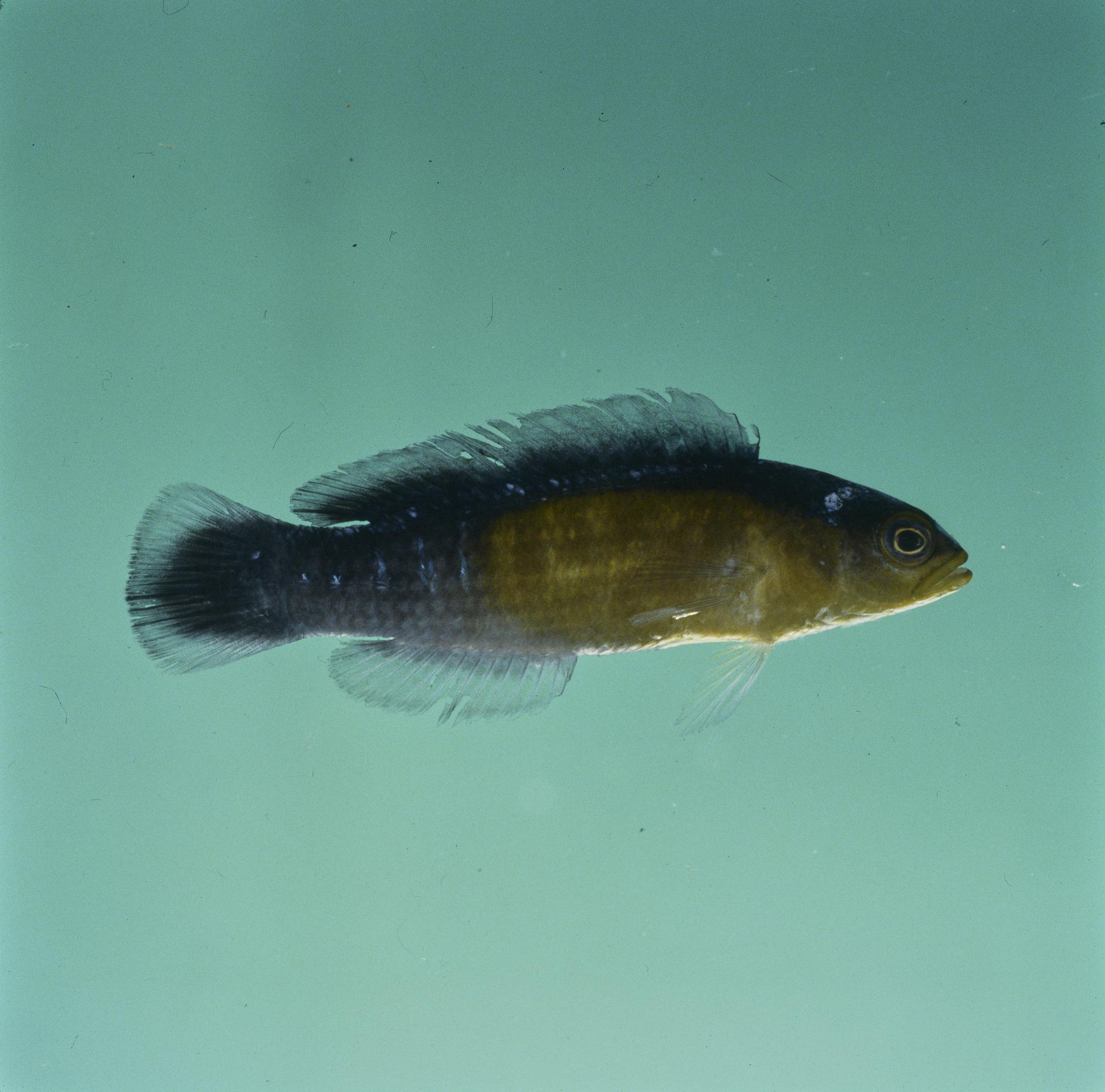 ภาพ ปลาดอตตี้แบ็คเหลือง (Pseudochromis coccinicauda)