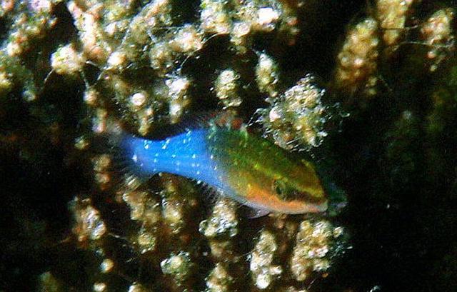 ภาพ ปลาดอตตี้แบ็คน้ำเงินลายขวาง (Pseudochromis cyanotaenia)